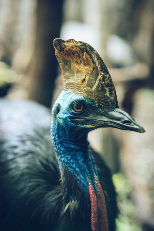 Free stock photo of cassowary