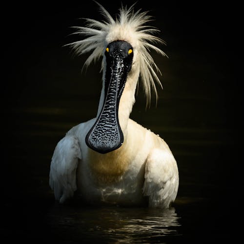 Free stock photo of spoonbill funky