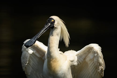 Close up of White Bird