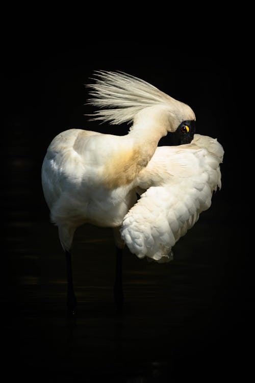 Free stock photo of spoonbill coy