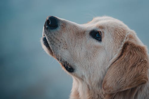 Free Golden Retriever Dog Looking Up  Stock Photo
