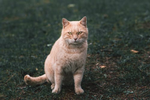 Free Orange Tabby Cat on Ground Stock Photo