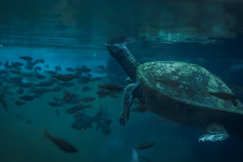 Free A Turtle in Body of Water Stock Photo