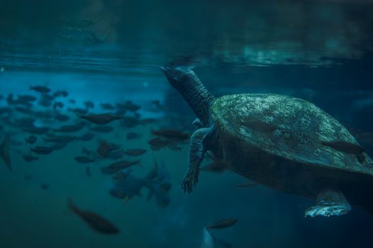 An underwater scene featuring a turtle among swimming fish in clear turquoise water.