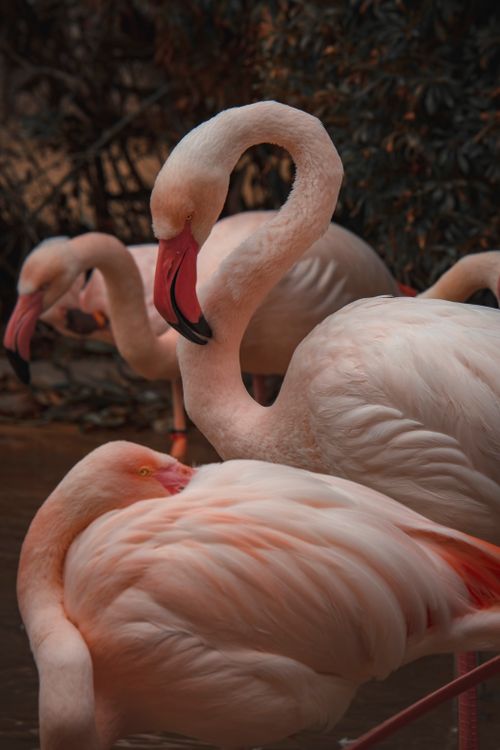 Free Close-up of elegant pink flamingos standing in water, showcasing their distinct features and beauty. Stock Photo