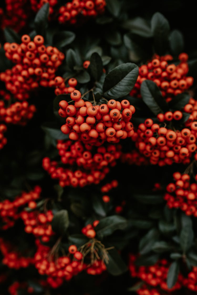 Rowan Tree In Close-Up Photography