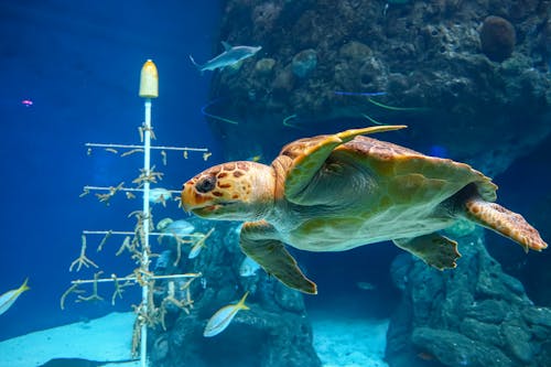 Free Brown Sea Turtle Under Water Stock Photo