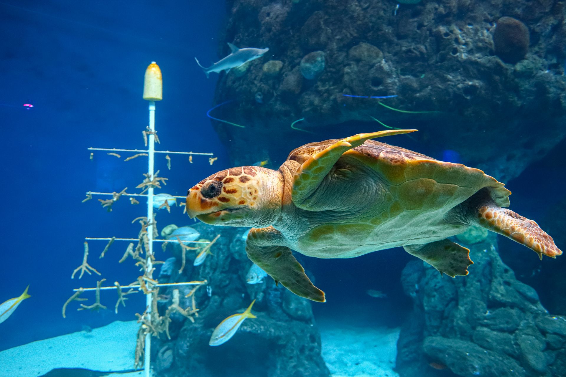 A captivating underwater scene featuring a majestic sea turtle swimming gracefully among other marine life.