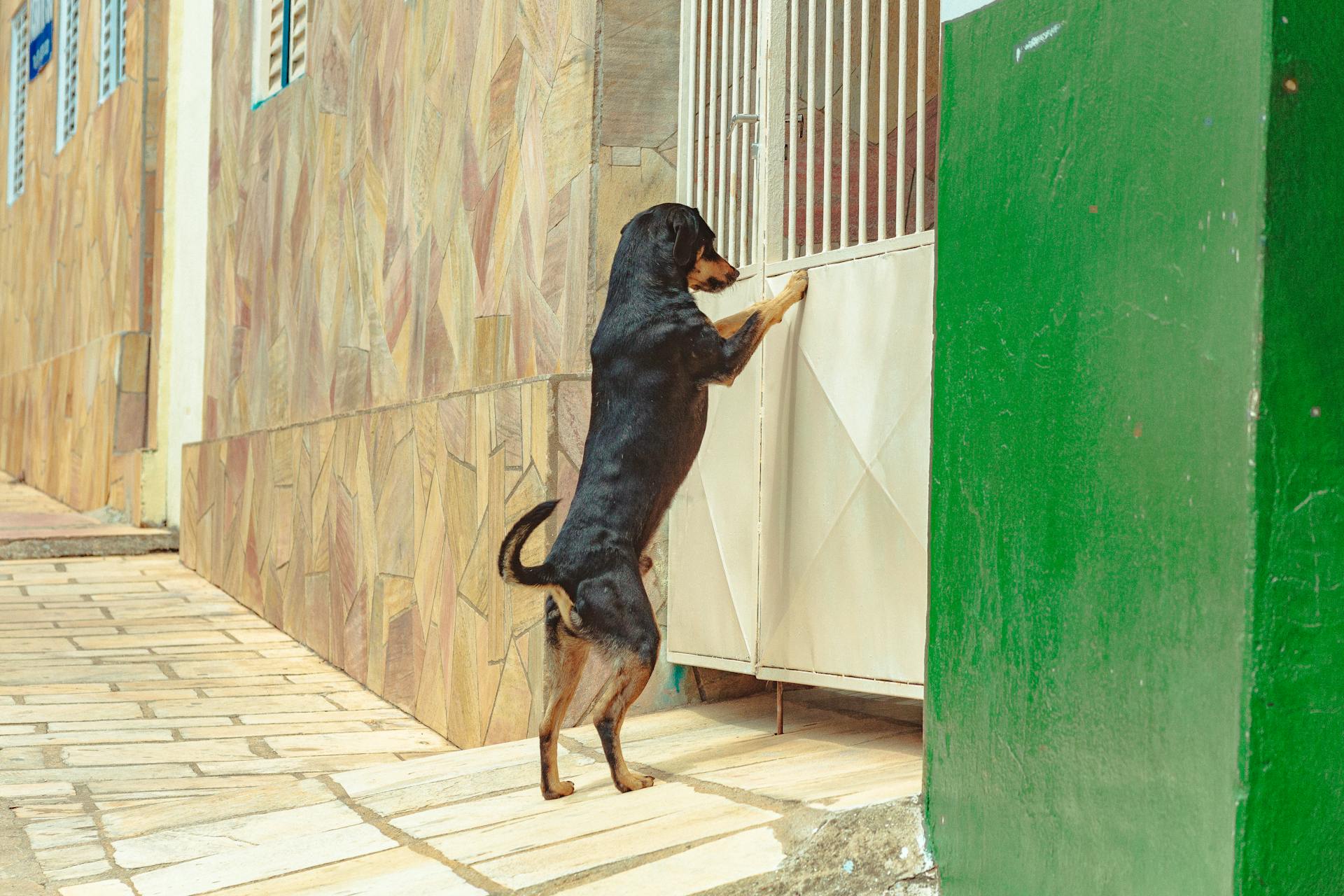 A Dog Standing In Front of Metal Gate