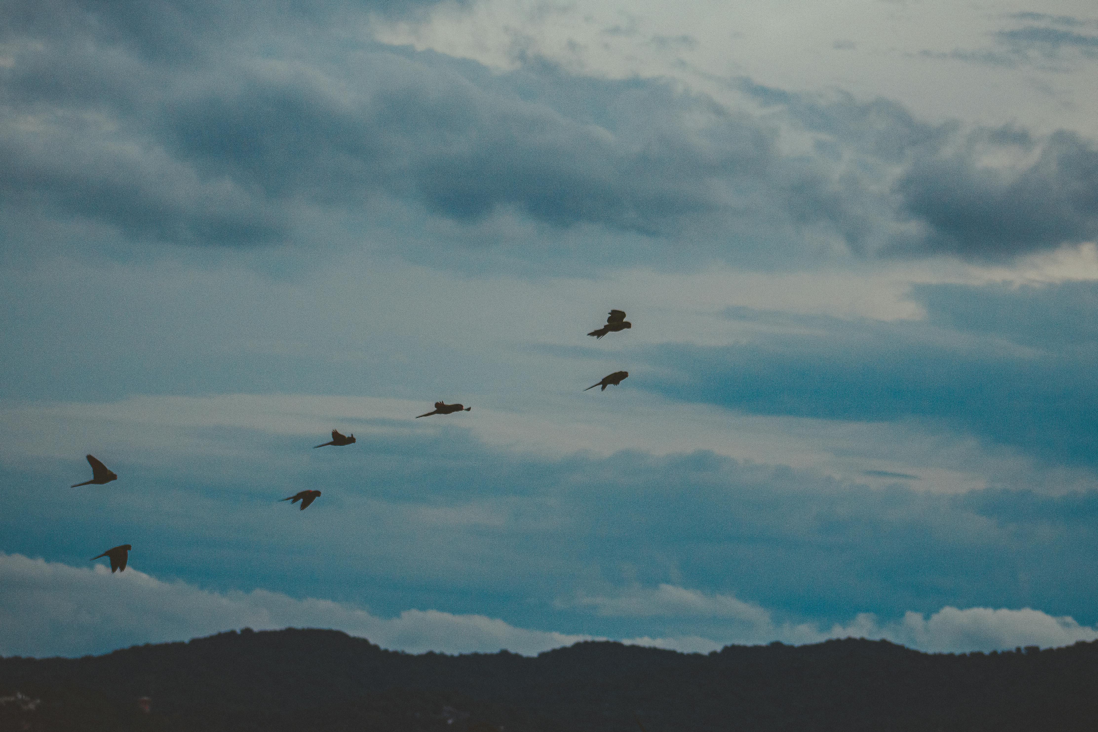 Paisagem de montanhas do sol com pássaros voando ao redor de pixel