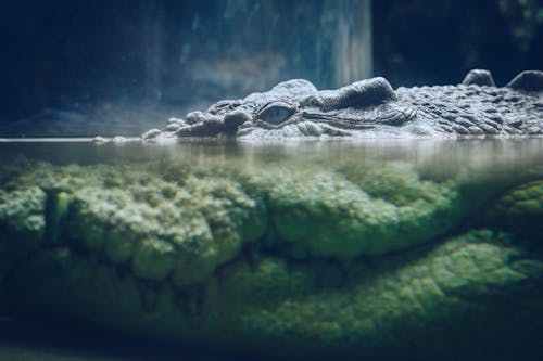 Free stock photo of croc