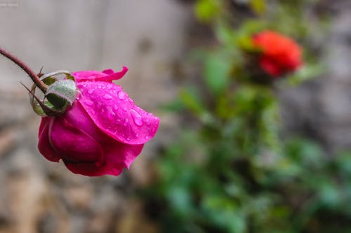 フローラ, 咲く, 工場の無料の写真素材