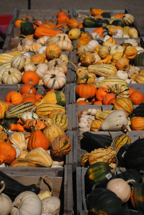 Free A vibrant collection of diverse pumpkins in wooden crates, perfect for autumn and harvest themes. Stock Photo