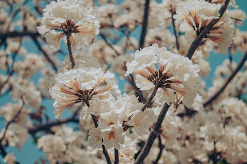 Fotobanka s bezplatnými fotkami na tému biele kvety, čerešňové kvety, flóra