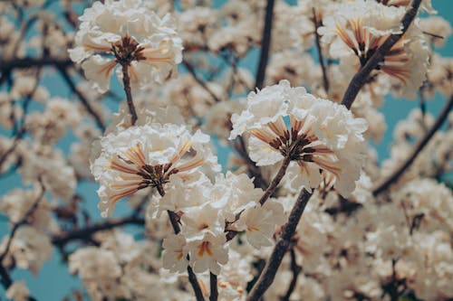 Close-Up Shot of White Cherry Blossoms in Bloom