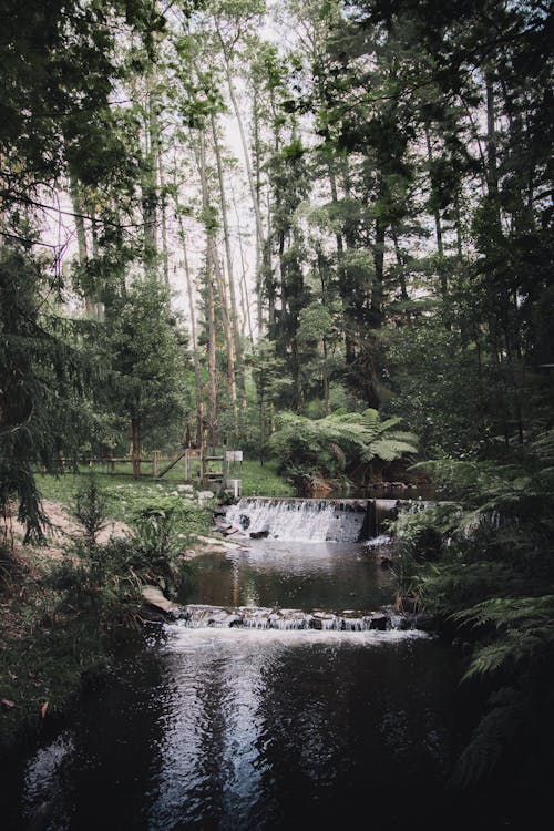 Free Green Trees Beside River Stock Photo