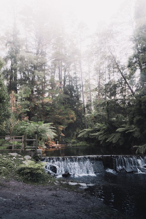 Foto d'estoc gratuïta de aigua, arbres, bosc