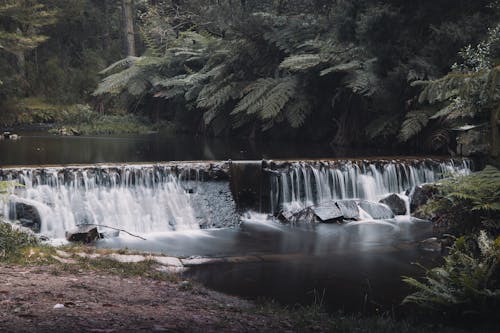 Water Falls in the Forest