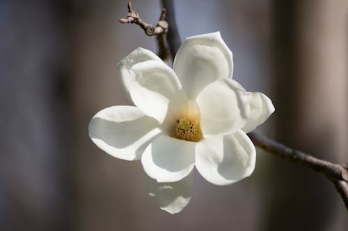 Gratis Fotos de stock gratuitas de blanco, flor, flores bonitas Foto de stock