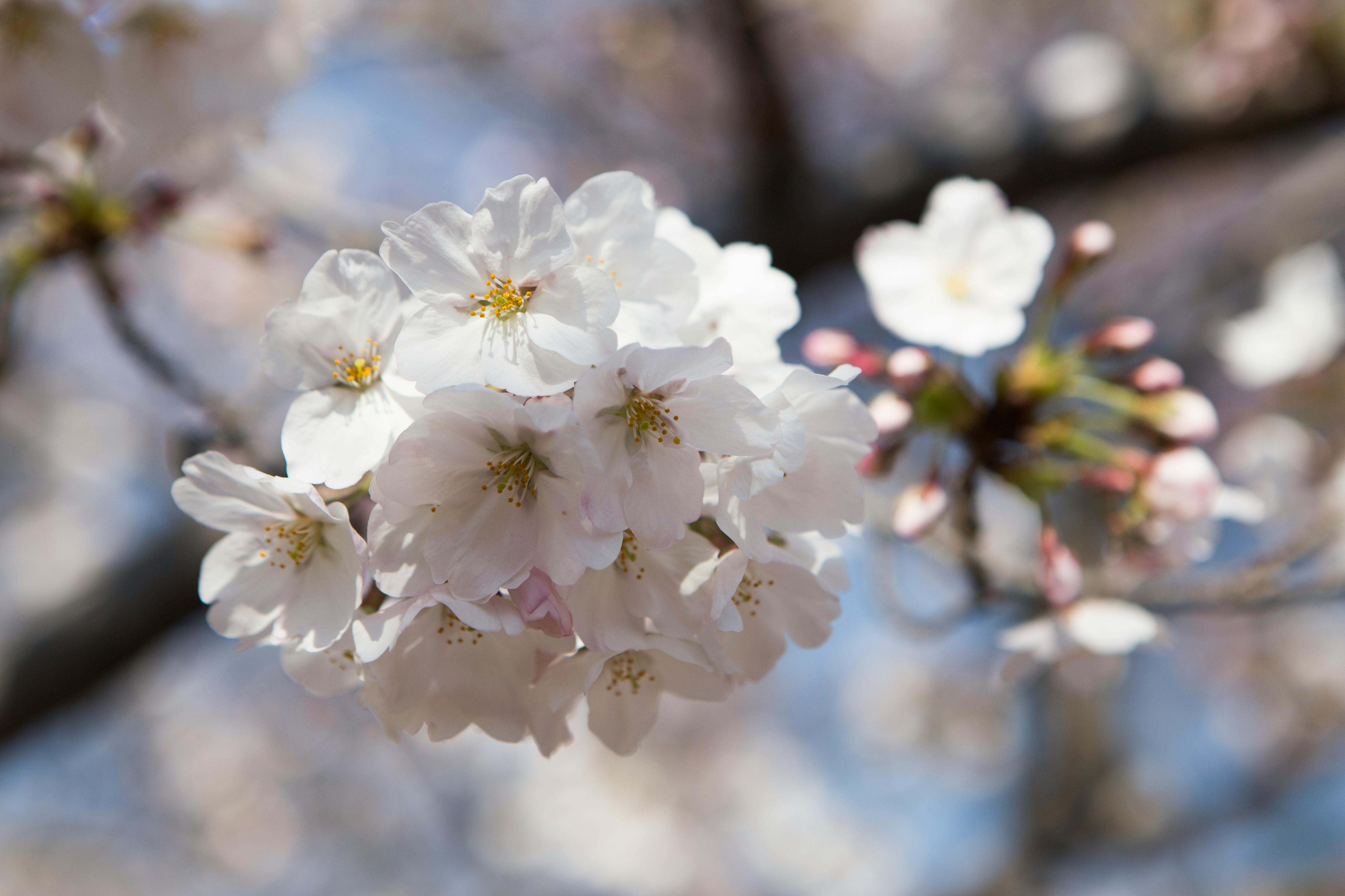 flower bokeh low cost price flower bokeh low cost price