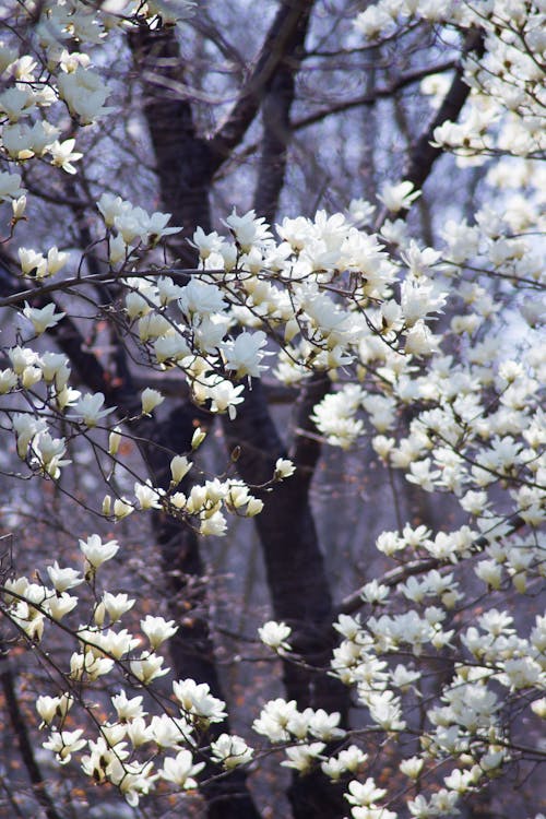 Gratis Fotos de stock gratuitas de árbol, blanco, flor Foto de stock