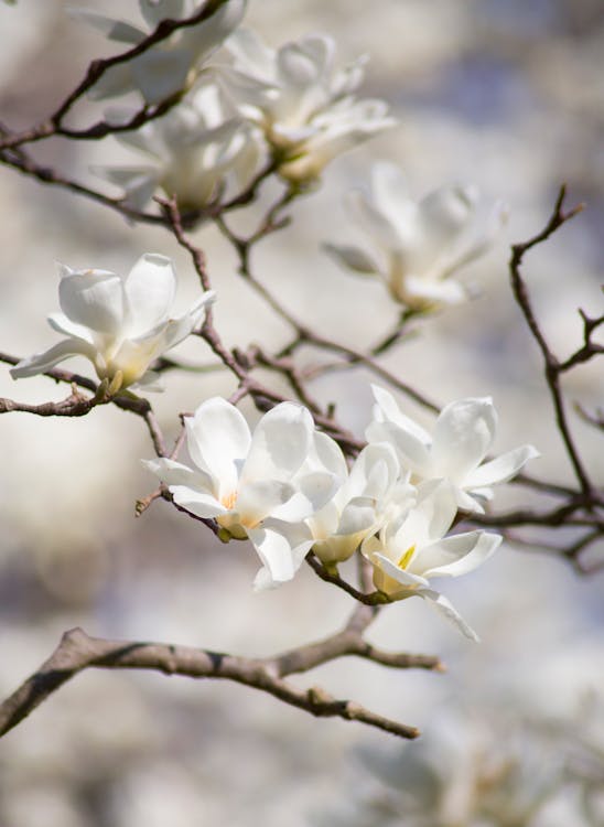 白いマグノリアの花の選択的な焦点の写真