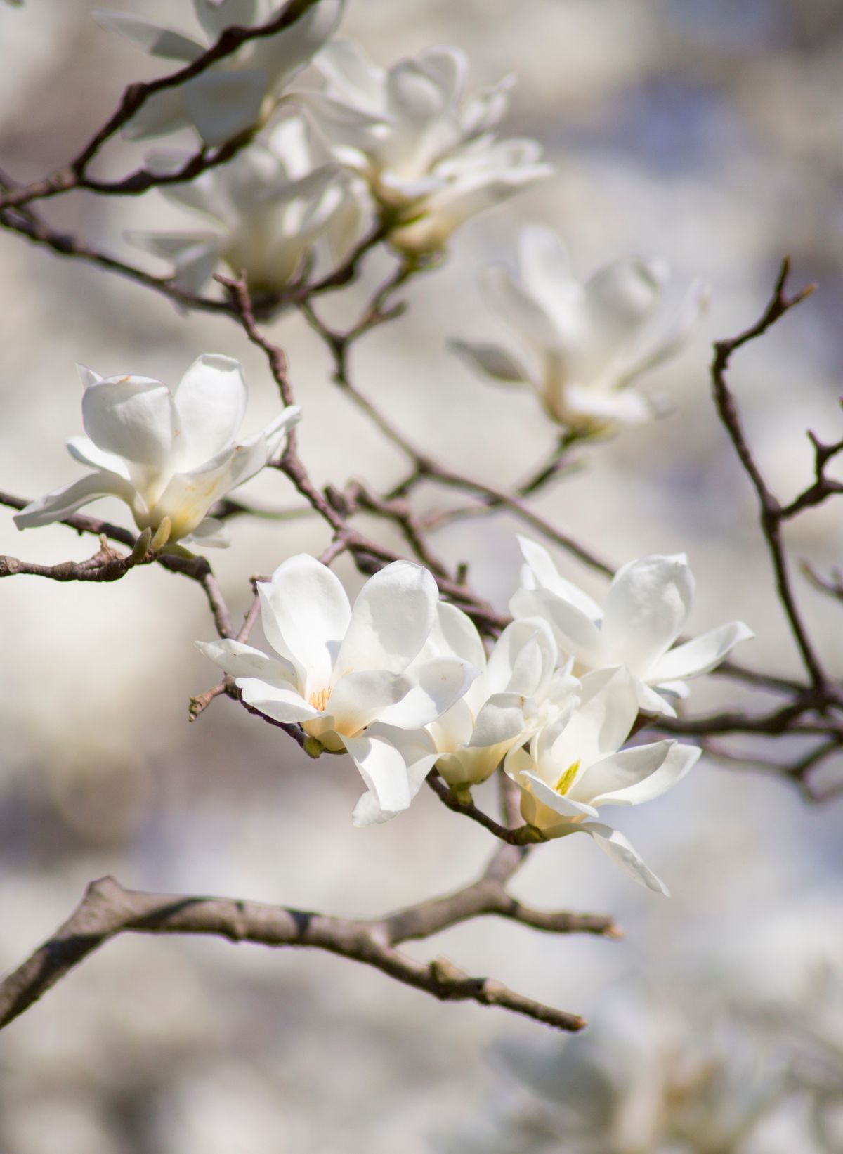 Close-up of white magnolia flowers blooming on tree branches in spring sunlight, illustrative photo