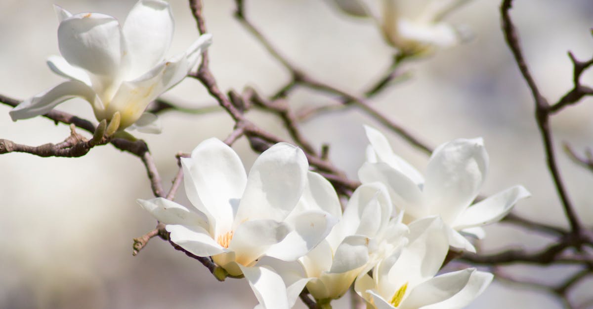 Selective Focus Photography of White Magnolia Flowers