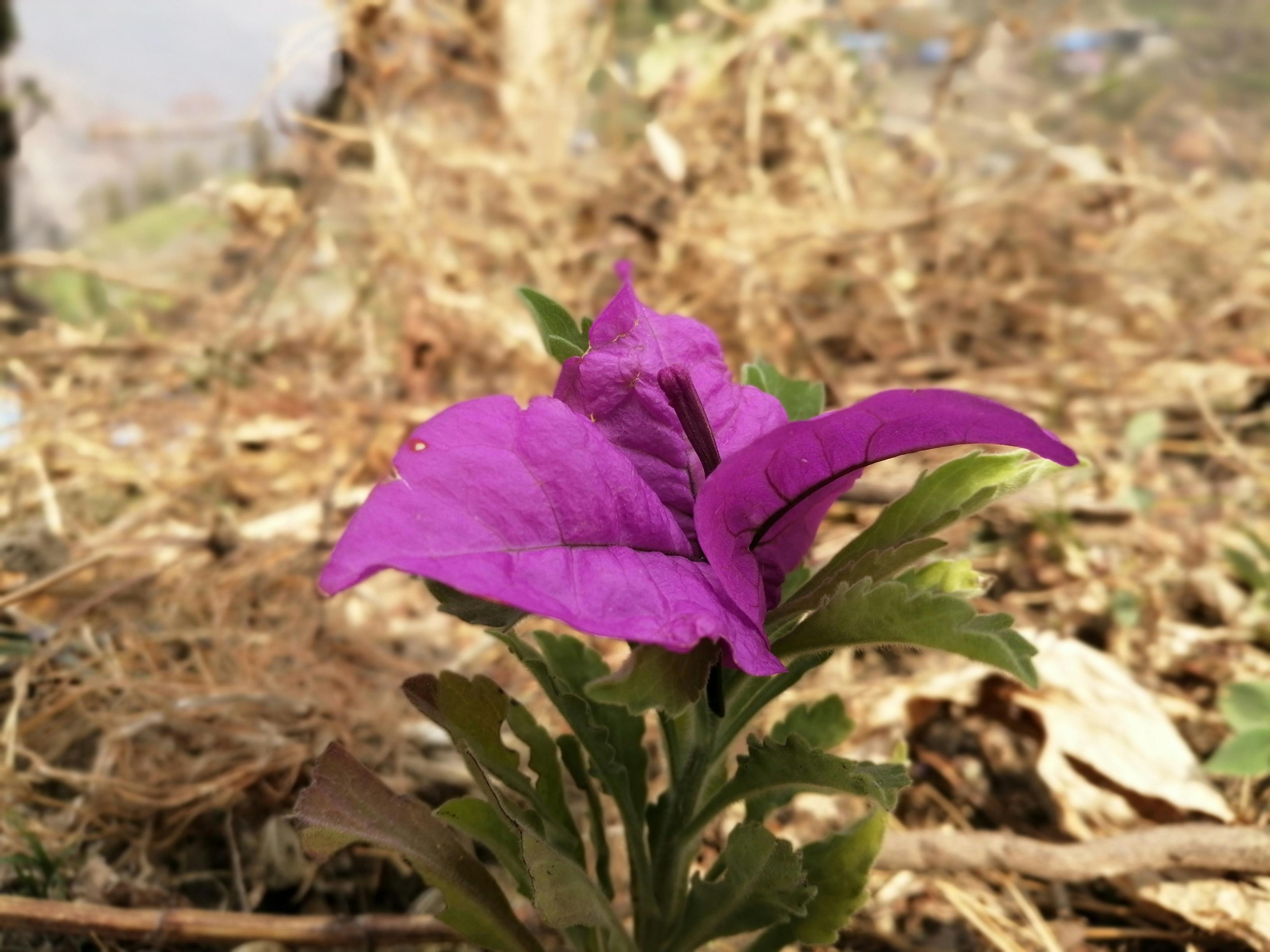 Free stock photo of angel s breath flowers, beautiful flower, beauty in