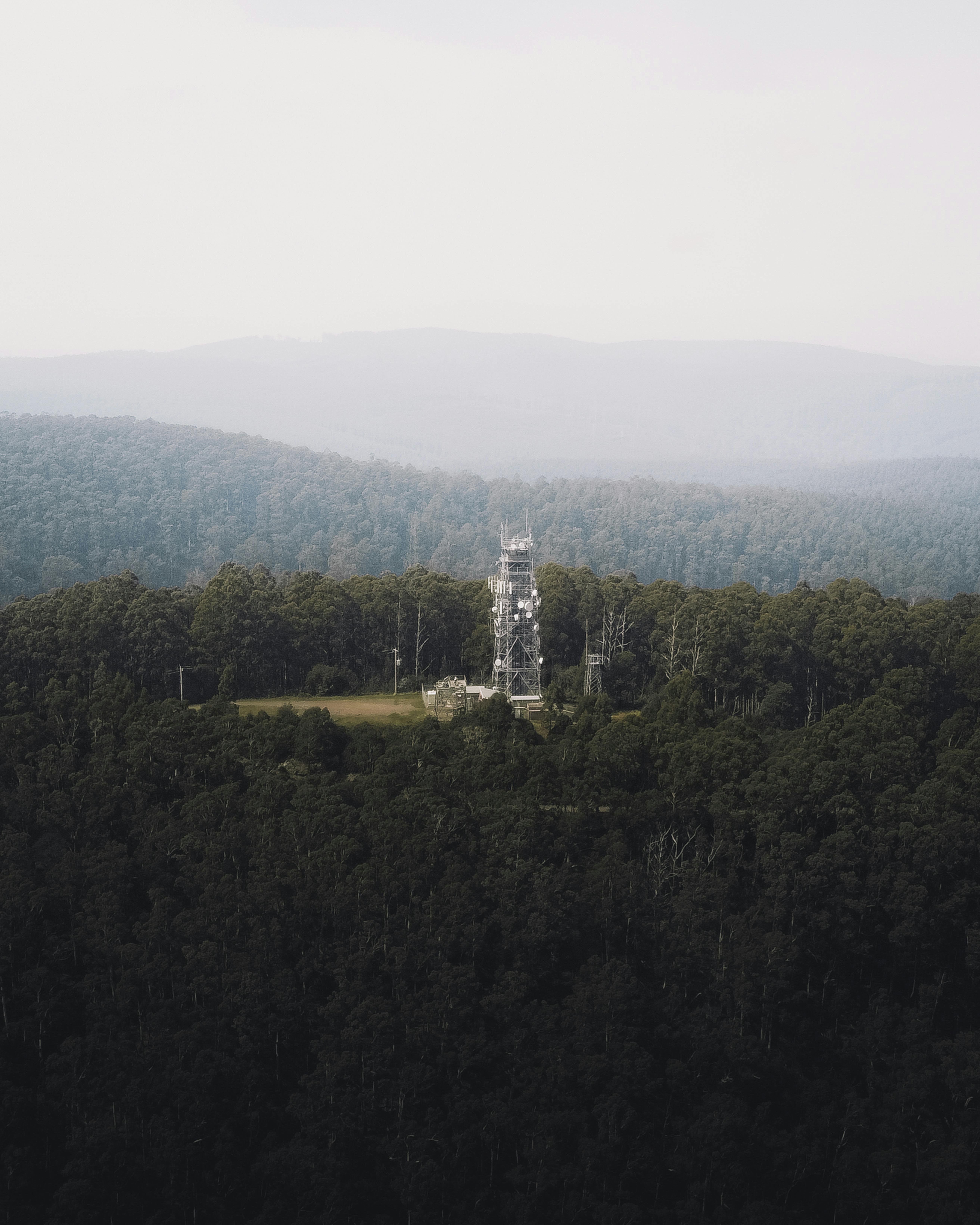 green trees on mountain