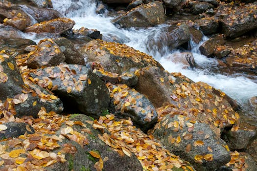 Free stock photo of rocks, stream, autumn, fall