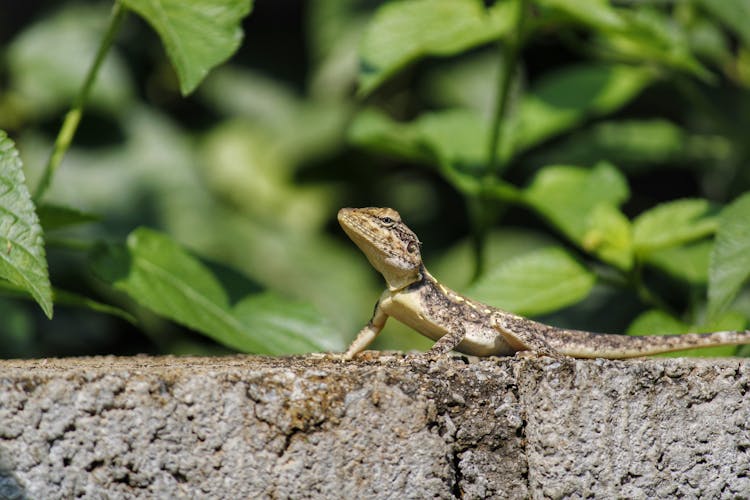 Lizard Near Leaves