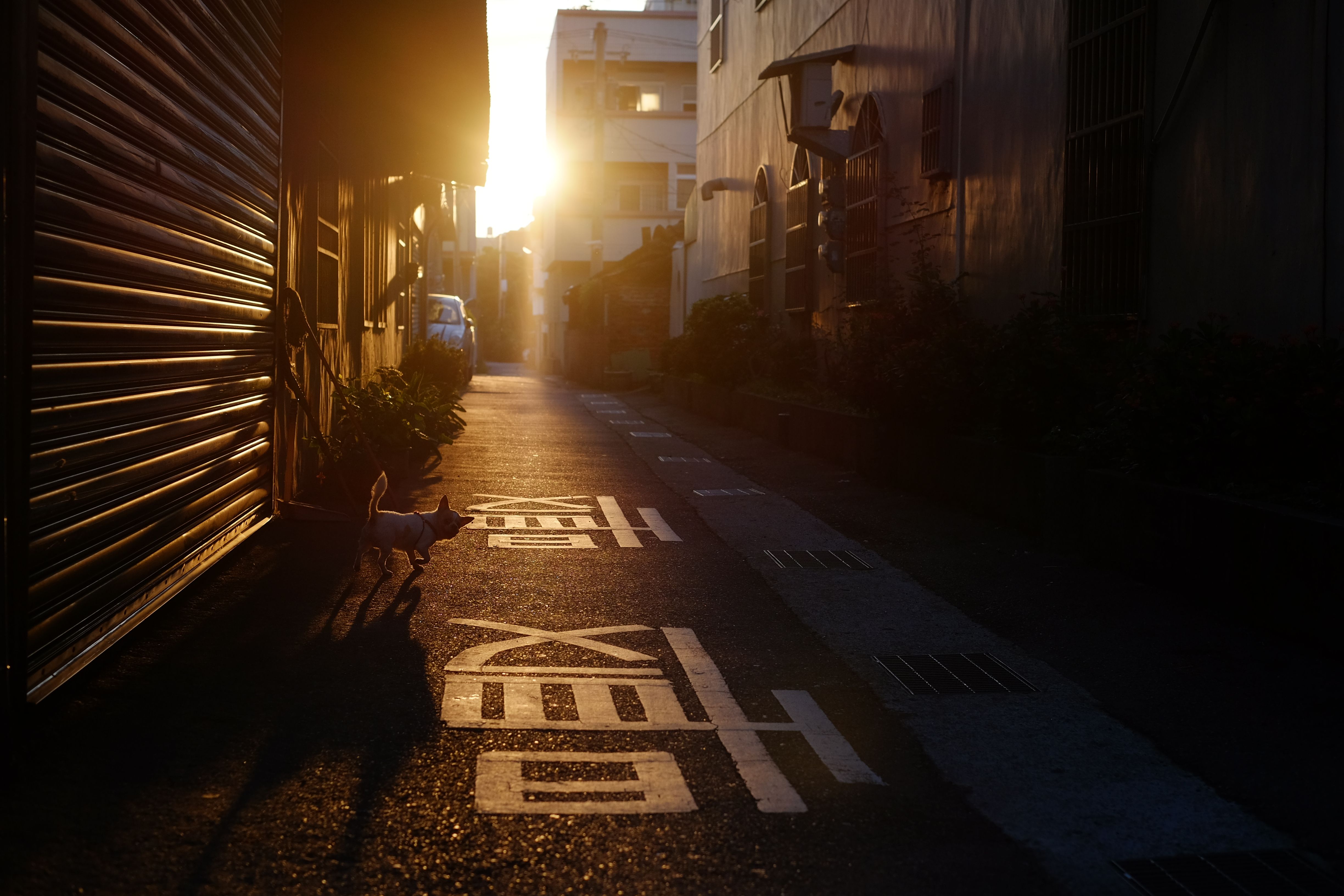 Practical Guidelines for Implementing Morning Walks