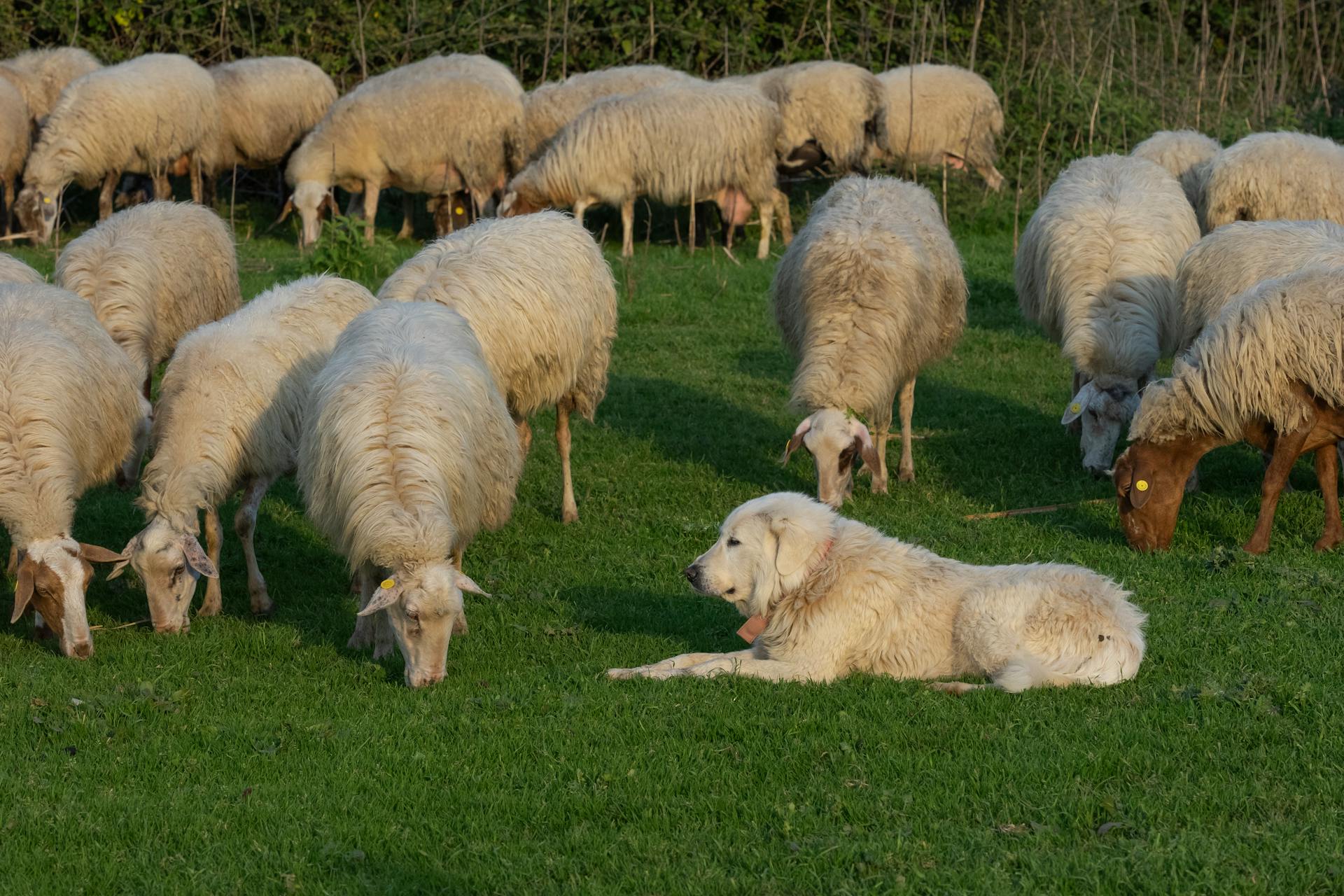 A Dog Lying on a Pasture Full of Sheep