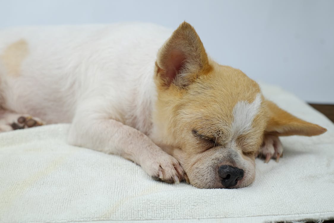 Free White and Brown Short Coated Small Dog Lying on White Textile Stock Photo
