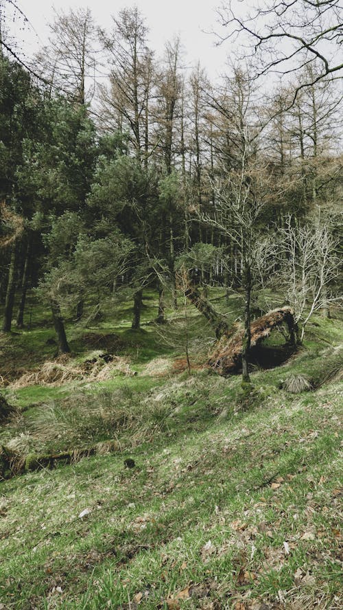 Foto d'estoc gratuïta de arbre, arrels, herba