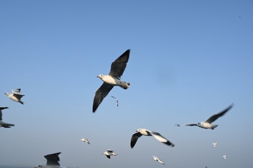 Gratis Foto stok gratis binatang, burung camar, burung-burung Foto Stok