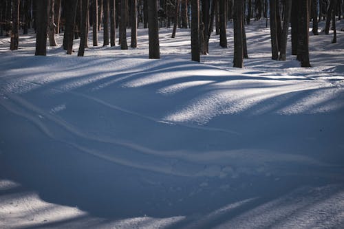 Footpath with traces in woods with tree trunks growing on snowy terrain in nature on cold winter day with sunlight