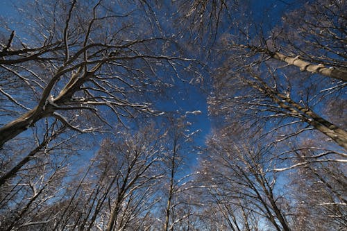 Leafless trees growing in forest