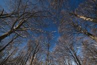 Leafless trees growing in forest