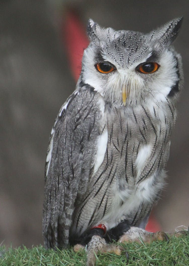 Close-up Of A Northern White-faced Owl