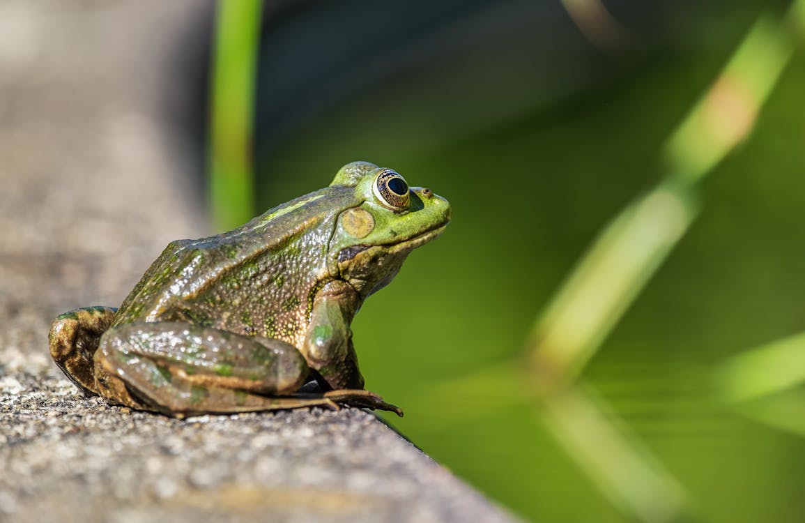 Close-Up Shot of a Green Frog