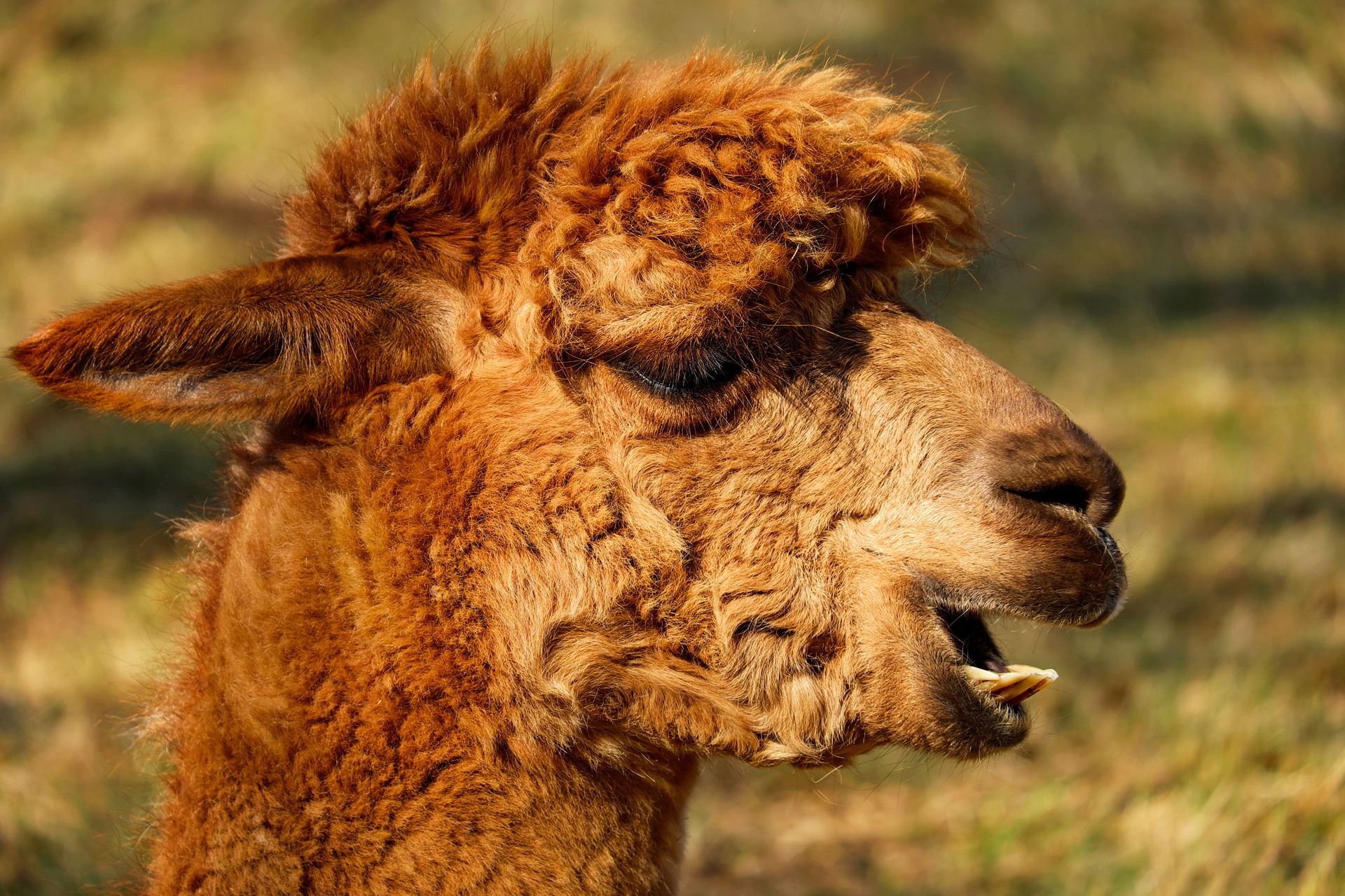 Detailed close-up of a brown llama's head against a blurred natural background.