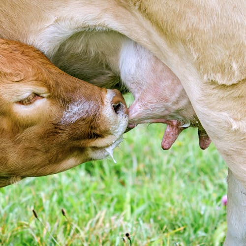 Fotobanka s bezplatnými fotkami na tému dojenie, hlava, kravy