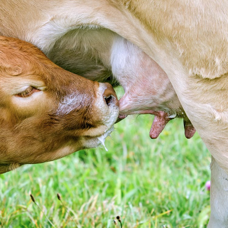 Close Up Of Cows Milking