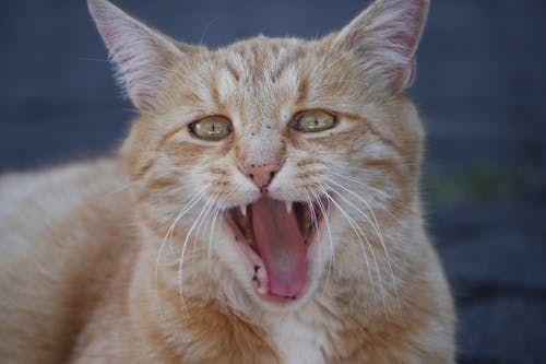 あくび, ネコ, ペットの無料の写真素材
