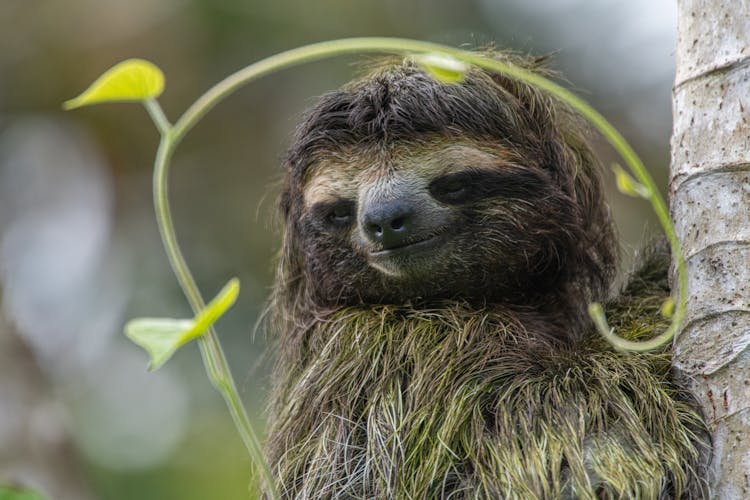 Close Up Of Sloth