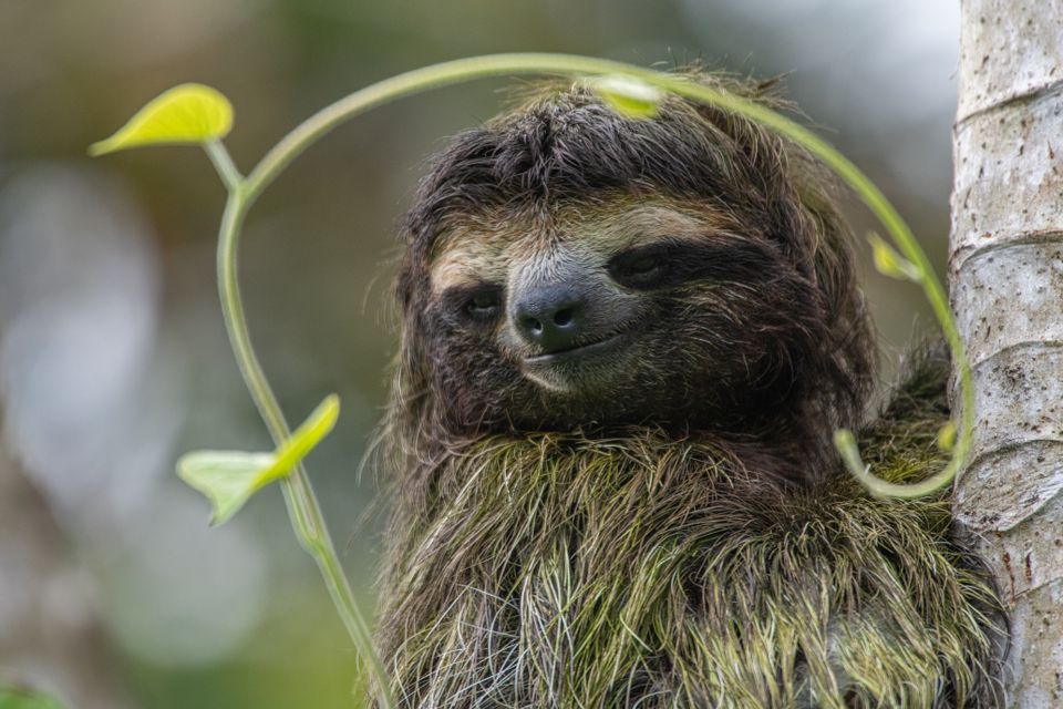 Close-up of a three-toed sloth hanging in a tree with green vines