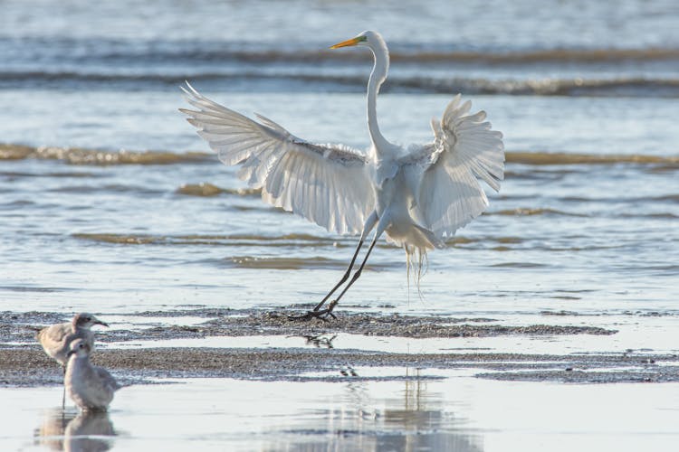 Herons Over Water