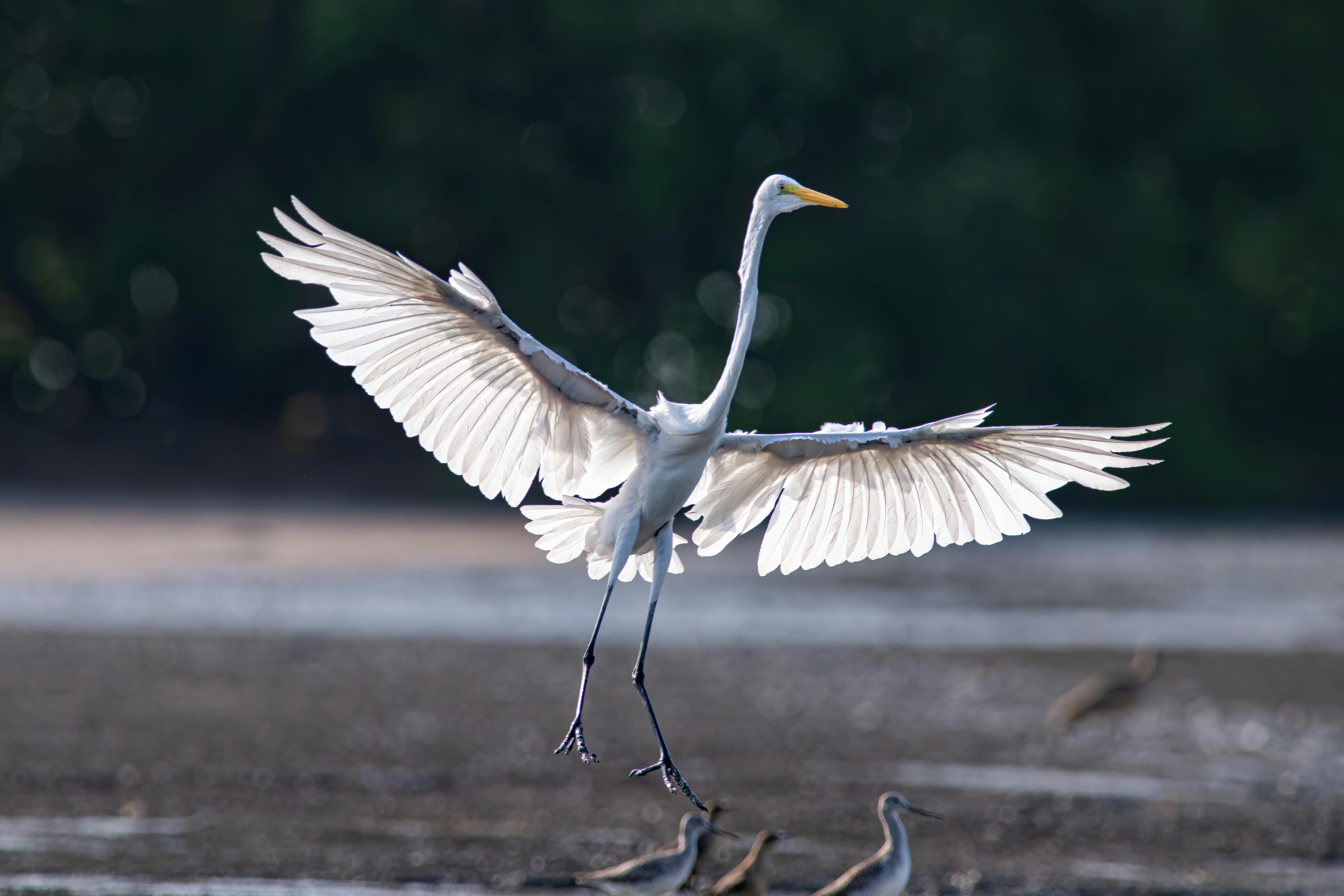 Free Great Egret gracefully landing with wings spread wide in the wetlands of Panamá. Stock Photo